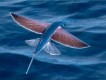 1303282103 - 000 - wildlife flyingFish lindblad